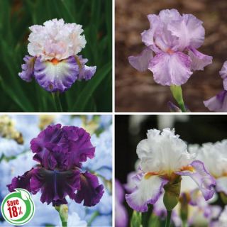 Iris Collection 2 Thumbnail